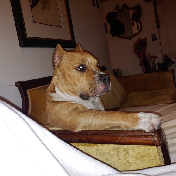 Meet your Posher, Chris - Picture 1 of 1